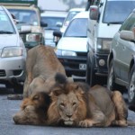 ARCHIVE: Traffic brought to a stand-still as lions take time to play