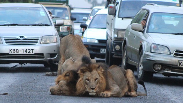 Strolling Lions Stop Traffic
